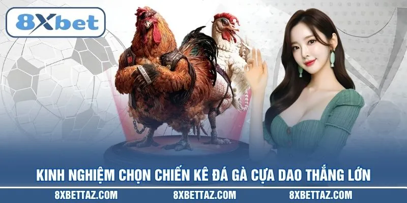 Kinh nghiệm chọn chiến kê Đá gà cựa dao thắng lớn