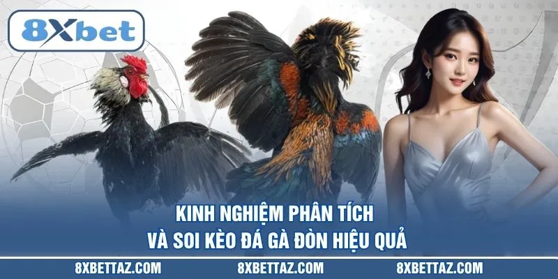 Kinh nghiệm phân tích và soi kèo Đá gà đòn hiệu quả